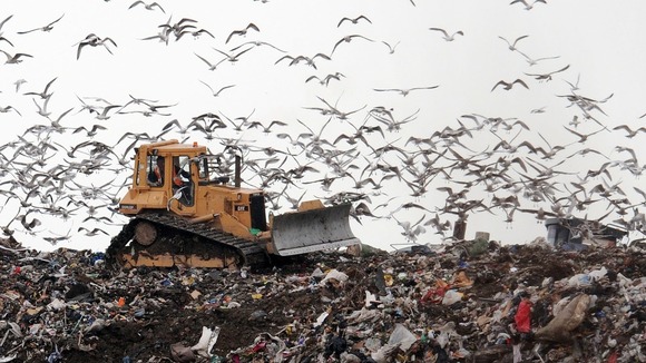 Birds at landfill site looking for food