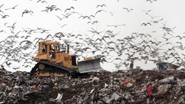 Birds at landfill site looking for food