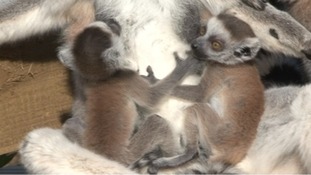 Lemurs