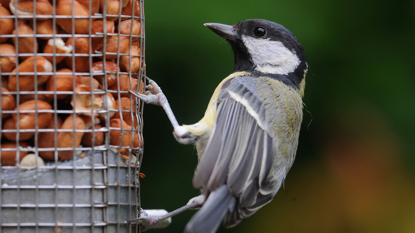 is your bird feeder a danger to wildlife itv news is your bird feeder a danger to wildlife itv news