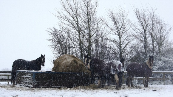Rescued horses a HorseWorld in Whitchurch near Bristol