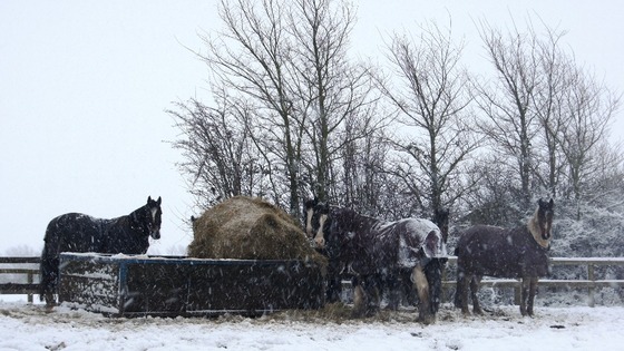 Rescued horses a HorseWorld in Whitchurch near Bristol