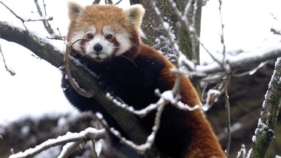 A red panda at Bristol Zoo clutches the branch of a snow covered tree today.