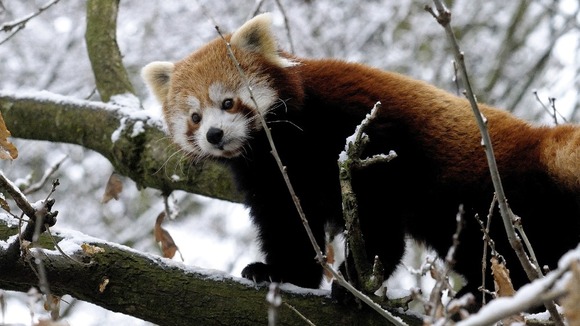 The red panda braves the current cold snap.