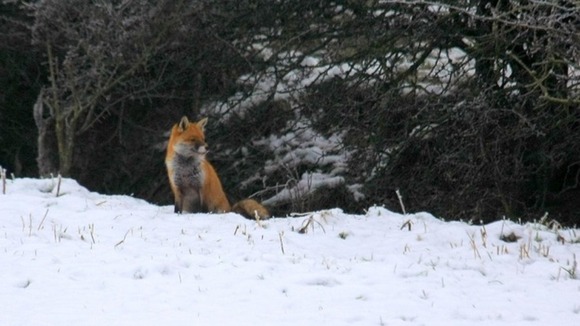A dog in the snow in Ilkeston, Derbyshire.