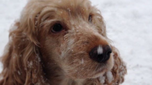 Mambo is mesmerised by the snowflakes