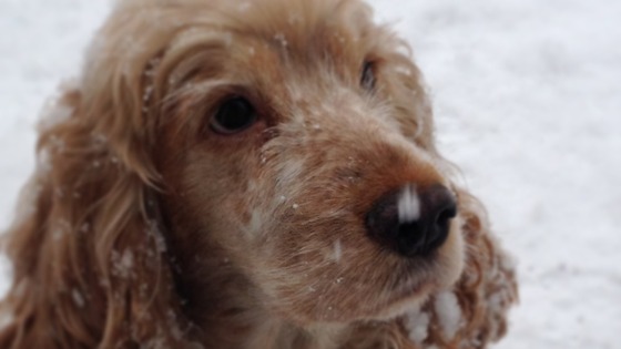 Mambo is mesmerised by the snowflakes