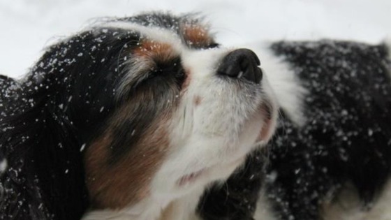 Charlie from Hereford embraces the snow