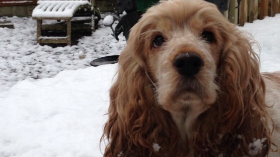 Your pets seem to be loving the snow