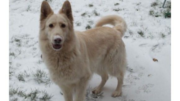 Lady Mia from Stechford looks right at home in the snow