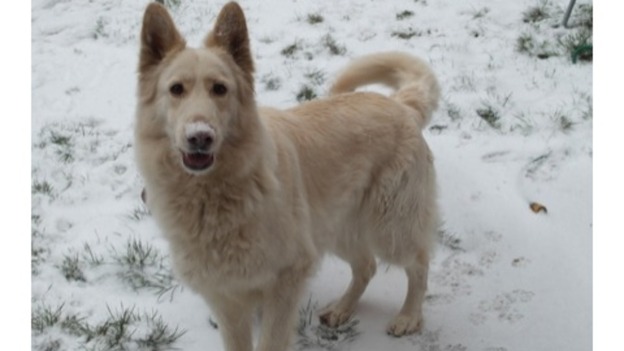 Lady Mia from Stechford looks right at home in the snow