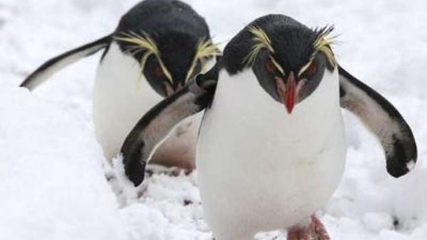 Penguins at London Zoo