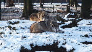 Animals at Whipsnade Zoo