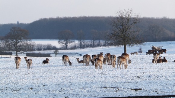 Animals at Whipsnade Zoo