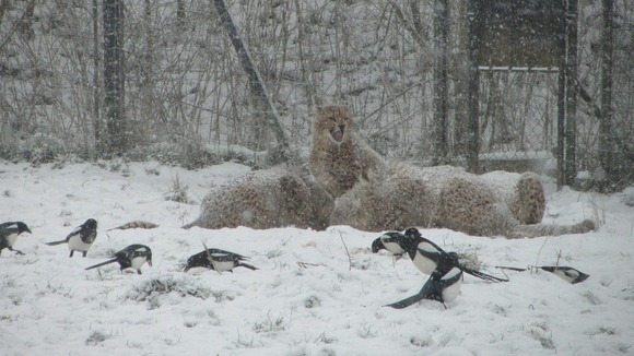 Animals at Whipsnade Zoo