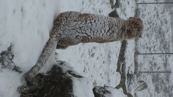 Animals at Whipsnade Zoo