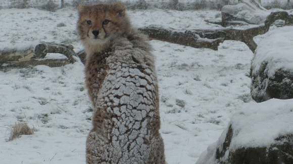Animals at Whipsnade Zoo