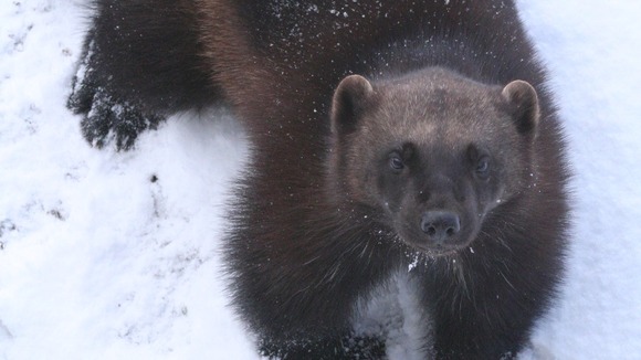 Animals at Whipsnade Zoo