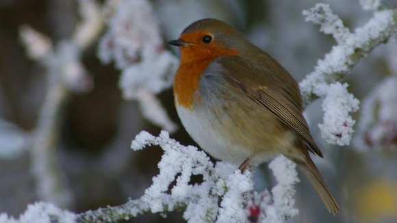 Robin in the snow in Stapleton