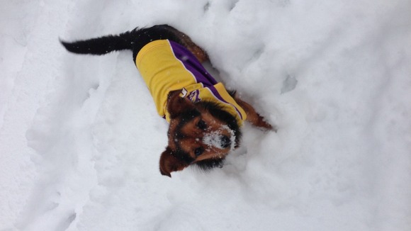Bertie the Chorkie enjoying the snow in his LA Lakers shirt.