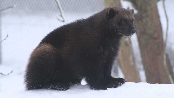 Wolverine