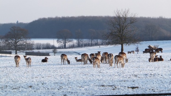 A herd of oryx