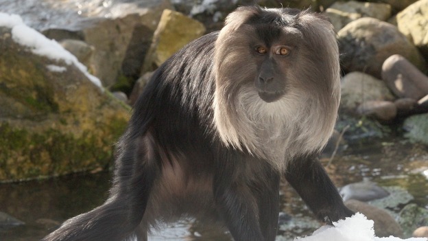 Lion-tailed Macaque