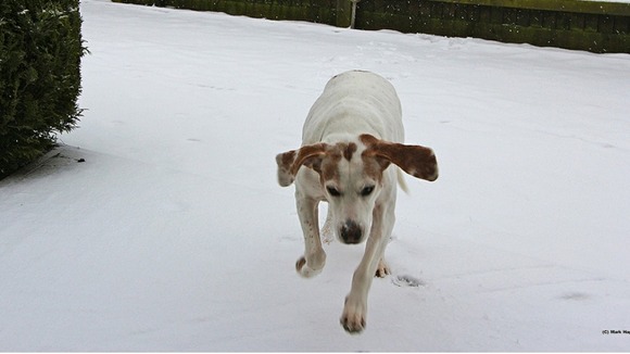 Berta playing in the snow in Measham, Leicestershire