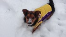 Basketball fan Bertie the Chorkie from Halesowen enjoying the snow in his LA Lakers shirt