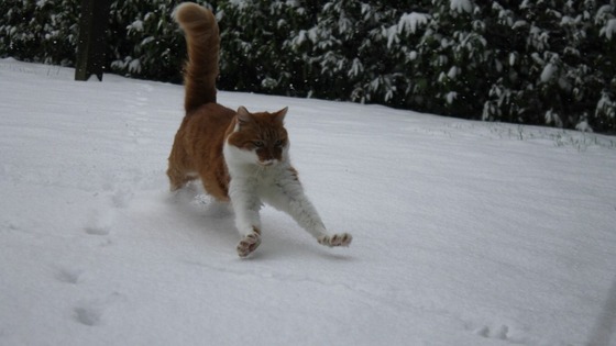 Tigger the cat 