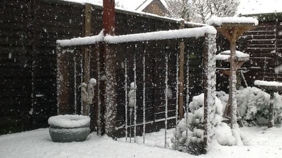 Snow photo