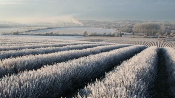 Hitchin Lavender