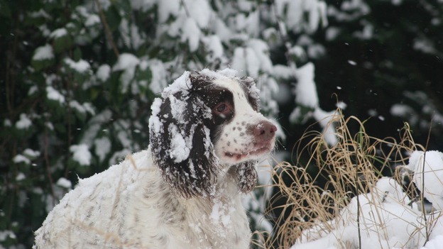 Hugo the dog in the snow