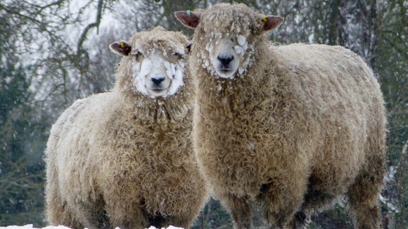 Sheep in the snow 