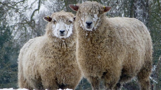 Sheep in the snow 