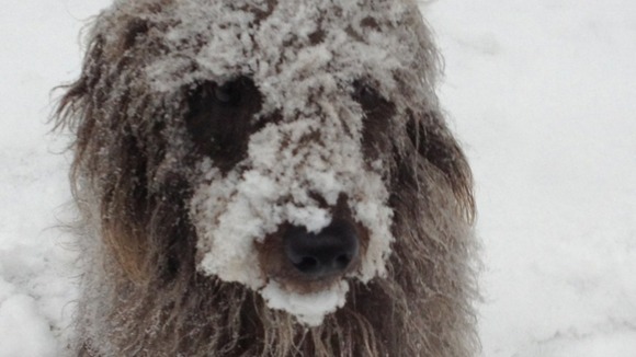 Snowy dog 