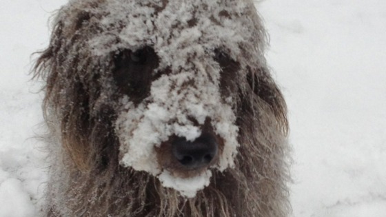 Snowy dog 