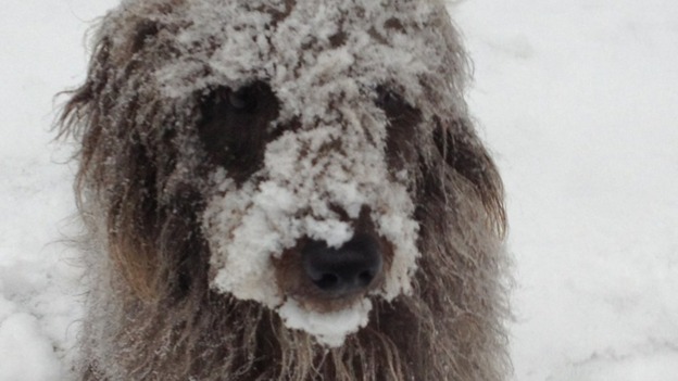 Snowy dog 