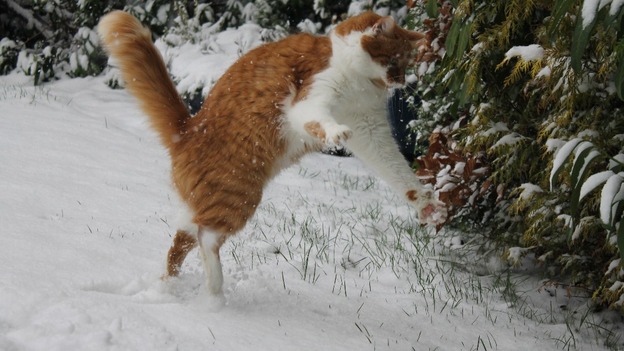 Tigger the cat