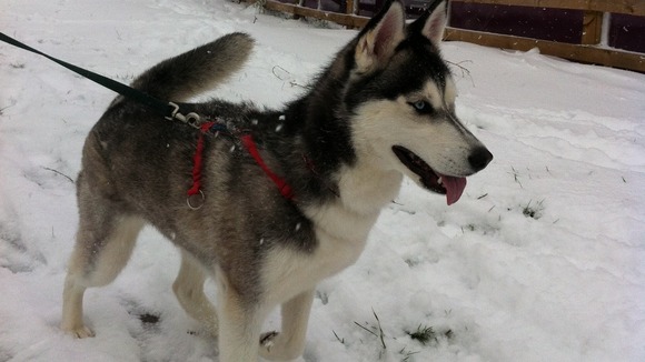 Luna the siberian Husky in stourport near worcester