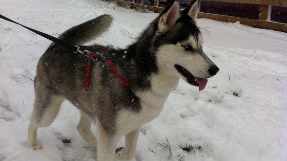 Luna the siberian Husky in stourport near worcester