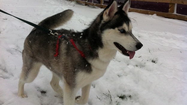 Luna the siberian Husky in stourport near worcester