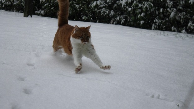 Tigger has fun