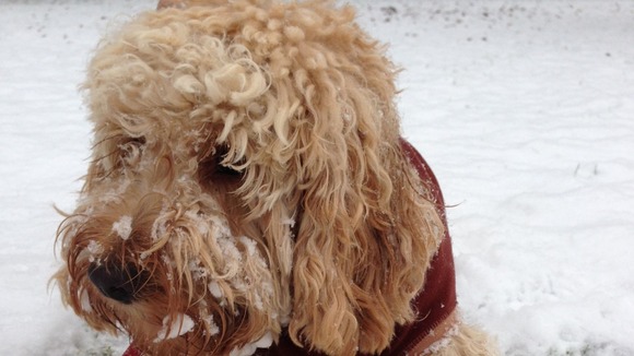Snow dog 