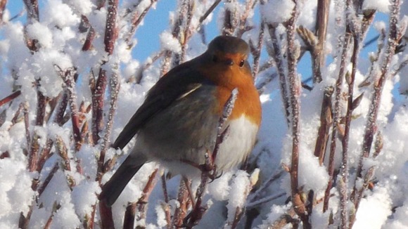 Robin in the snow 