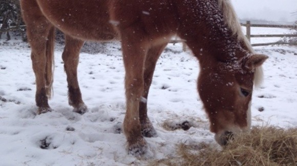 horse in the snow