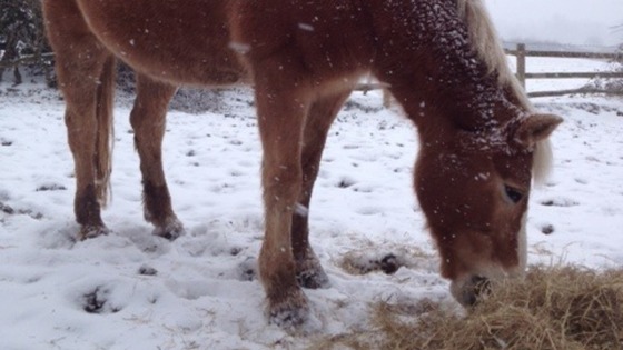 horse in the snow