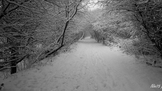 Snowy scene
