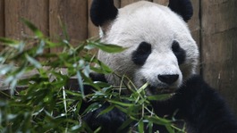 Yang Guang inside his enclosure at Edinburgh zoo