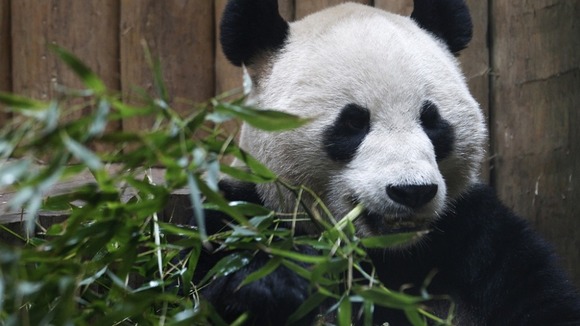 Yang Guang inside his enclosure at Edinburgh zoo